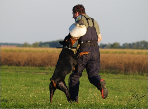 Training´s